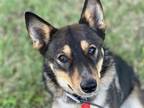 Adopt PRINCESS a German Shepherd Dog