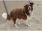 Adopt BAILEY a Border Collie