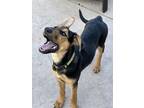 Adopt ZITI a German Shepherd Dog, Mixed Breed