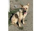 Adopt TANGO a Australian Cattle Dog / Blue Heeler