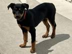 Adopt WILLOW a Rottweiler, Mixed Breed