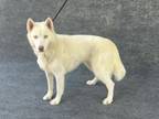 Adopt ANGIE a Husky