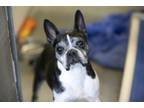 Adopt Millie a Boston Terrier
