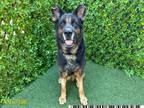 Adopt NELLIE a German Shepherd Dog