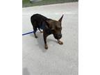Adopt MISSY a Australian Cattle Dog / Blue Heeler, Mixed Breed