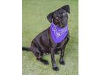 Adopt LOLA a Labrador Retriever, Mixed Breed