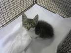 Adopt TABBY a Domestic Short Hair