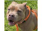 Adopt CANOLI a American Staffordshire Terrier