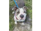 Adopt GINGER a American Staffordshire Terrier, Mixed Breed