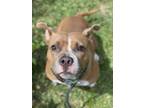 Adopt LARA a American Staffordshire Terrier