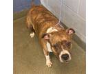 Adopt SCOOTER a Staffordshire Bull Terrier