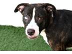 Adopt DEIA a Australian Shepherd, Mixed Breed
