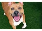 Adopt LILAC a Pit Bull Terrier