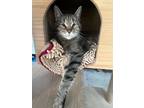 Adopt Zynga a Domestic Short Hair