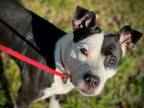 Adopt B.B a Pit Bull Terrier