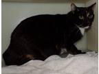 Adopt SOPHIE a Domestic Short Hair