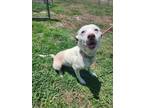Adopt CHLOE a Labrador Retriever, Pit Bull Terrier