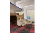 Adopt AHLORA a Domestic Short Hair