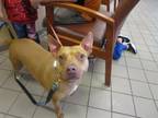 Adopt DAKOTA a American Staffordshire Terrier, Mixed Breed