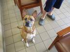 Adopt DARLA a Carolina Dog, Mixed Breed