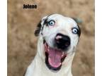 Adopt JOLENE a Catahoula Leopard Dog, Mixed Breed