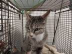 Adopt BAMBI a Domestic Short Hair