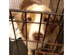Adopt Stormfly 3216 a Australian Shepherd