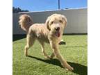 Adopt Magic 4270 a Poodle