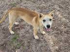 Adopt LUCY a Hound, Mixed Breed