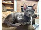 Adopt JellyBean a Domestic Short Hair