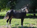 Adopt Sugar Rae a Mule