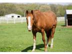 Adopt Pippi Longstocking a Arabian, Quarterhorse