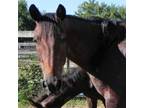 Adopt Candy a Warmblood