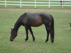 Adopt Bayo a Grade