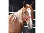 Adopt Cinn a Quarterhorse