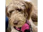 Adopt Vegas a Standard Poodle, Weimaraner