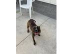 Adopt XENA a Pit Bull Terrier, Mixed Breed