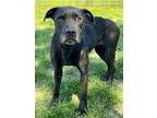 Adopt Princess a Labrador Retriever, Boxer