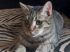 Adopt Kitty Purry a Domestic Short Hair