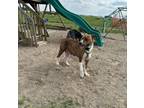 Adopt Hazel a Boxer