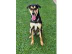 Adopt JERSEY a German Shepherd Dog, Mixed Breed