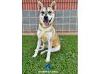 Adopt ROOMBA a German Shepherd Dog, Mixed Breed