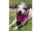 Adopt Zena a Affenpinscher