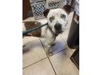 Adopt Trudy a Affenpinscher, Pointer
