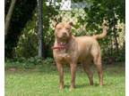 Adopt HAZEL a Shar-Pei, Mixed Breed