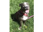 Adopt SHANDY a Pit Bull Terrier