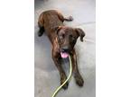 Adopt Lola a Mastiff, Mixed Breed