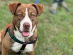 Adopt Koda a Hound, Border Collie