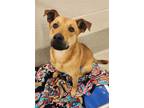 Adopt BLONDIE a German Shepherd Dog, Mixed Breed