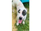 Adopt ICE a Dalmatian, Mixed Breed